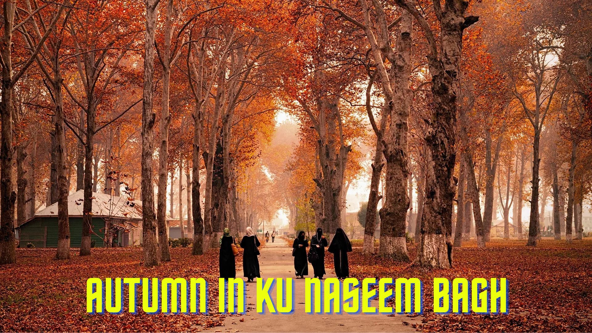 Autumn in Naseem Bagh Kashmir university Srinagar by Kashmirani