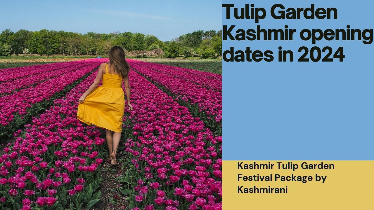 Tulip Garden Kashmir opening dates in 2024/ Kashmir tulip festival packages