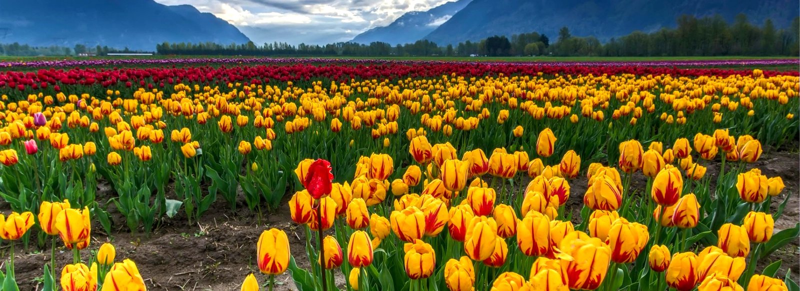 Tulip Garden Kashmir