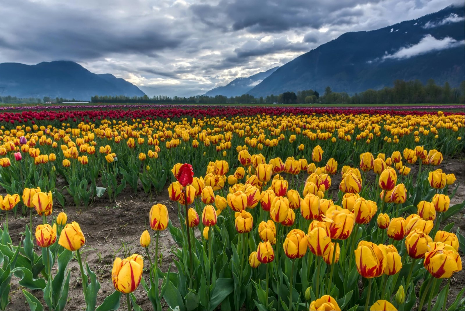 Kashmir Tulip Garden mid-bloom with Zabarwan hills backdrop