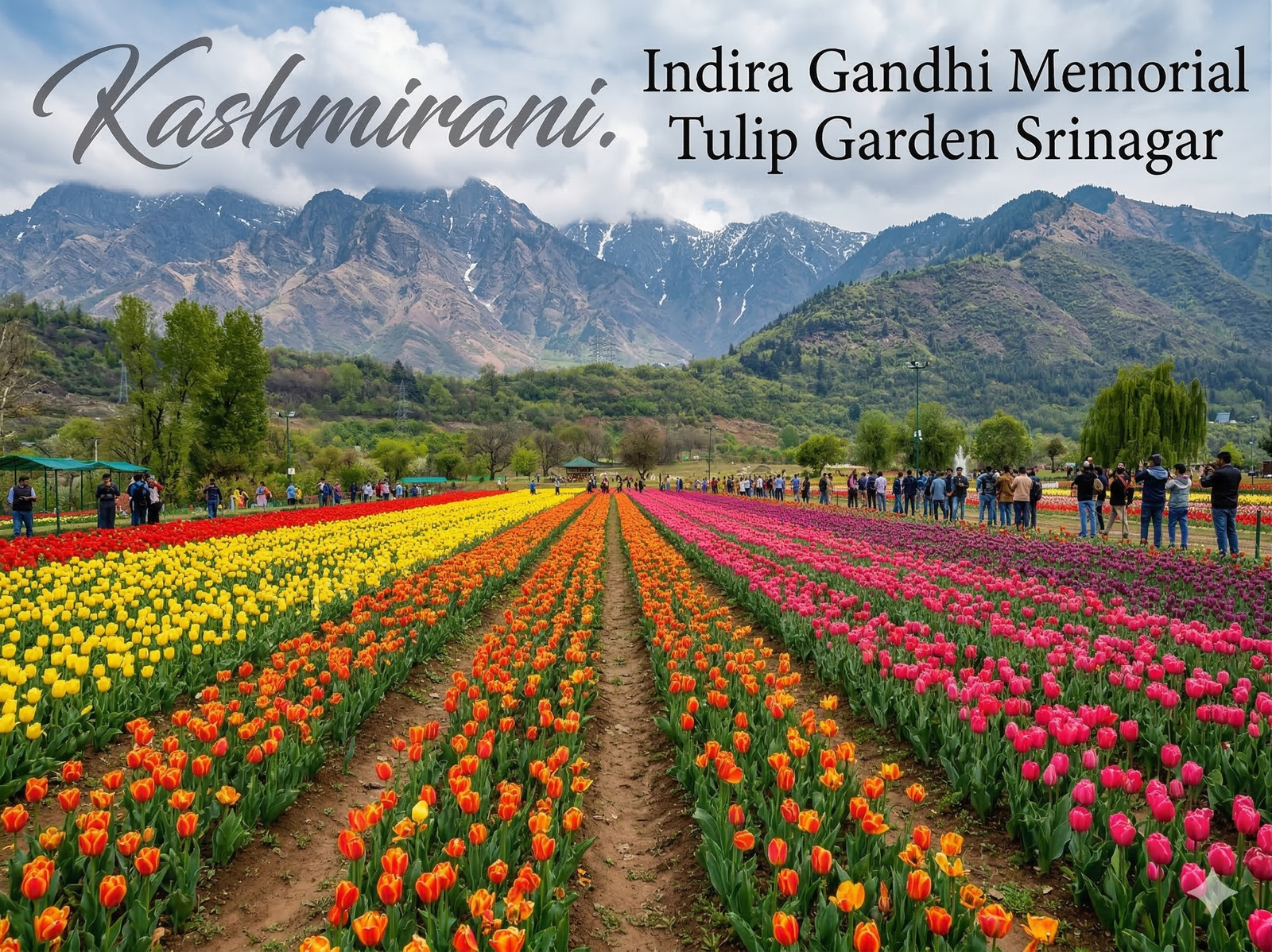 Srinagar Tulip Garden opening day — first day in full bloom